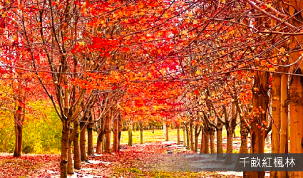 青島千畝紅楓林
